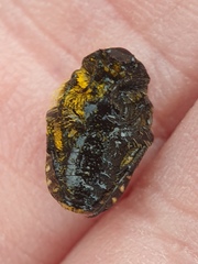 Oxythyrea noemi