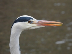 Ardea cinerea