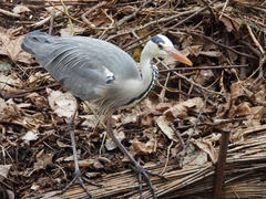 Ardea cinerea