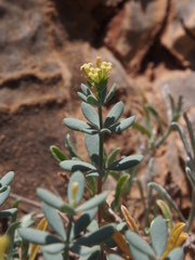 Asperula tournefortii