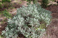 Pterocephalus lasiospermus