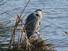 Ardea cinerea