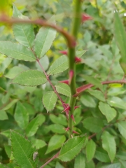 Rosa sempervirens