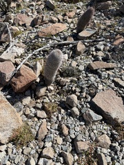 Cactaceae