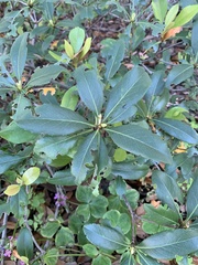 Pittosporum tobira