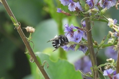 Anthophora alluaudi
