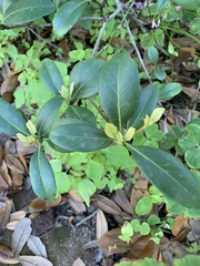 Pittosporum tobira