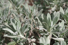 Pterocephalus lasiospermus