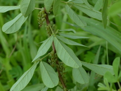 Indigofera glandulosa