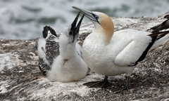 Australasian Gannet photo 3
