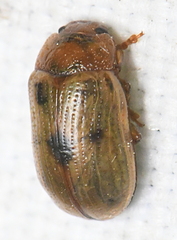 Gonioctena
