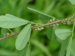 Indigofera glandulosa