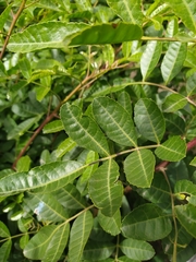 Schinus terebinthifolia