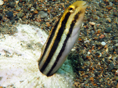 Petroscirtes breviceps