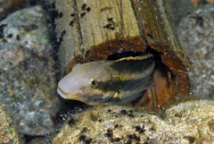 Petroscirtes breviceps