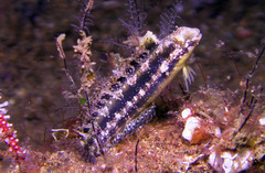 Petroscirtes variabilis