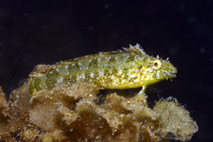 Petroscirtes variabilis