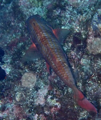 Pseudupeneus prayensis