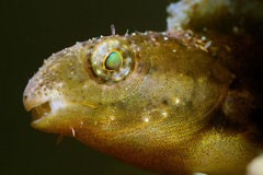 Petroscirtes variabilis