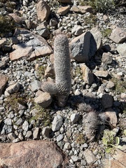 Cactaceae