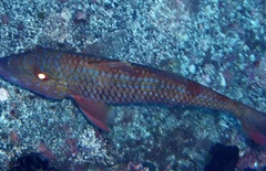 Pseudupeneus prayensis