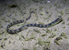 Xiphasia setifer