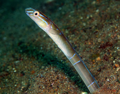 Xiphasia setifer