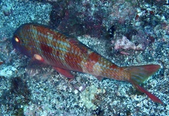 Pseudupeneus prayensis