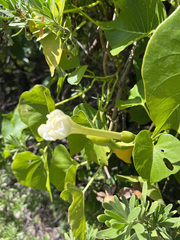 Ipomoea violacea