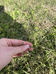 Vicia acutifolia