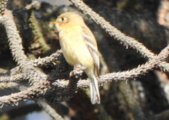 Empidonax fulvifrons