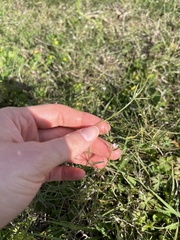 Vicia acutifolia
