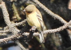 Empidonax fulvifrons