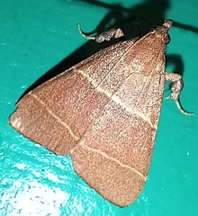 Parachma ochracealis