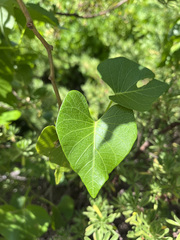 Ipomoea violacea