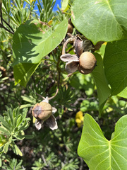 Ipomoea violacea