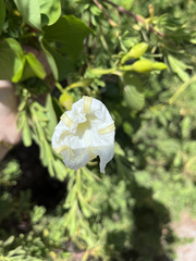 Ipomoea violacea