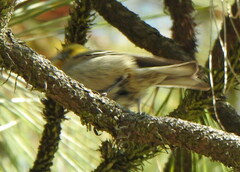 Peucedramus taeniatus