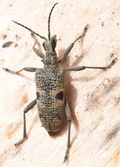 Rhagium mordax