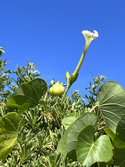 Ipomoea violacea