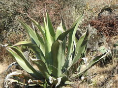 Agave salmiana