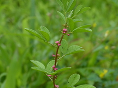 Indigofera glandulosa