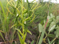 Habenaria cornuta