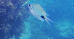 Abudefduf sparoides