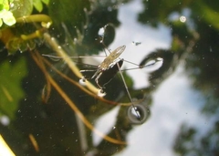 Gerris lacustris