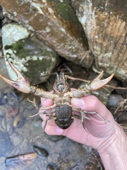 Cambarus