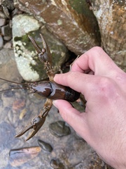 Cambarus