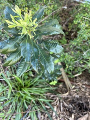 Morella caroliniensis