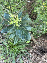 Morella caroliniensis