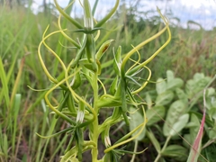 Habenaria cornuta
